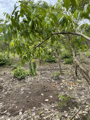 70 Acres of Farmland in Kintampo for Sale