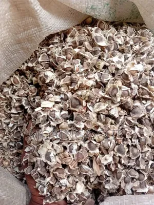 Moringa Oleifera Seeds
