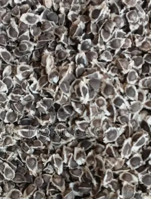 Moringa Oleifera Seeds