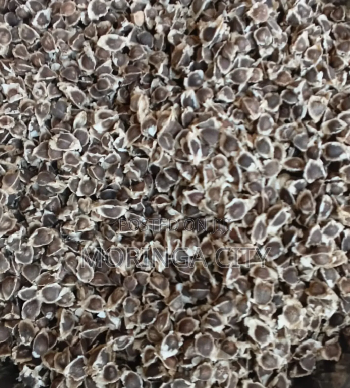 Moringa Oleifera Seeds