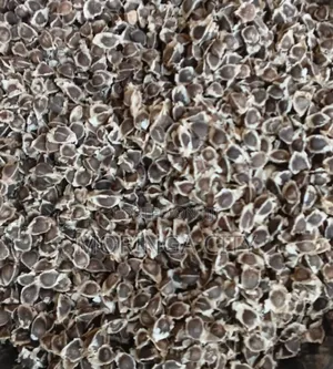 Moringa Oleifera Seeds