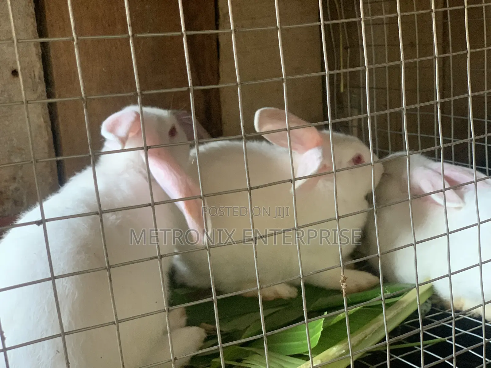 Meat Rabbits
