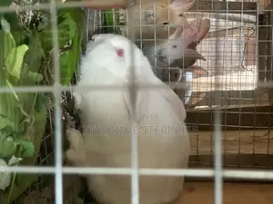 Meat Rabbits