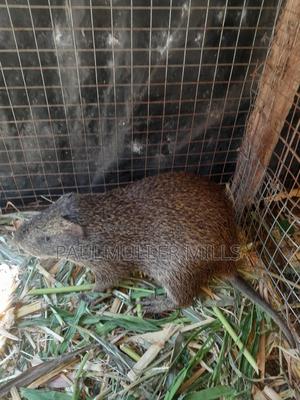 Matured Male Grasscutter