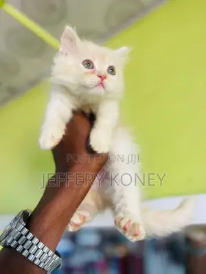 1-3 months Male Purebred Persian