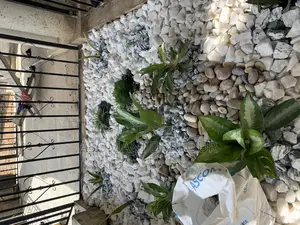 Landscaping and Garden Services in Ghana