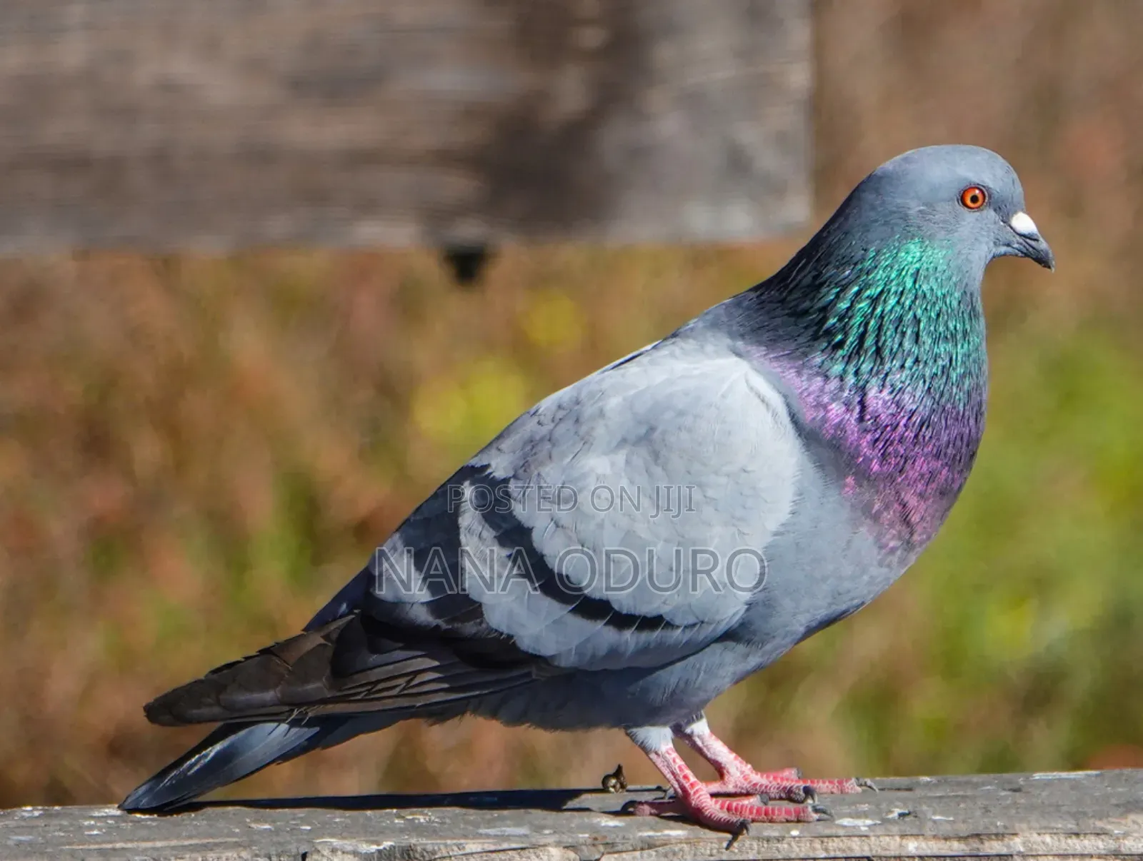 Rock Pigeon