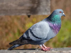 Rock Pigeon