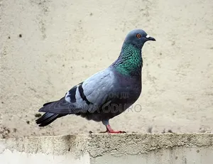 Rock Pigeon