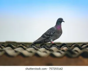 Rock Pigeon