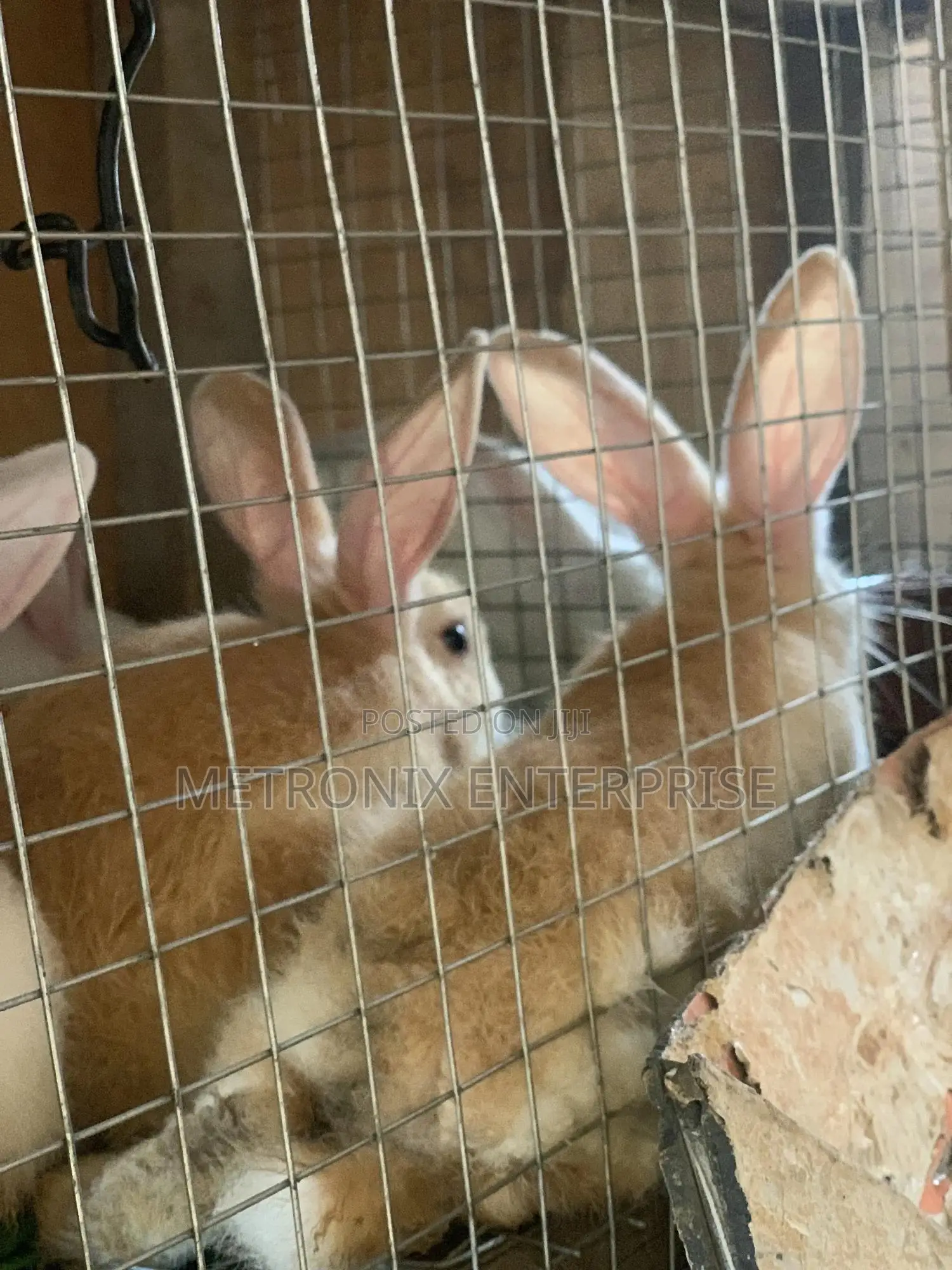 Meat Rabbits