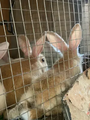 Meat Rabbits