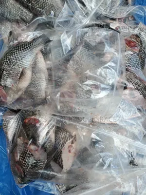 Volta Catch Tilapia