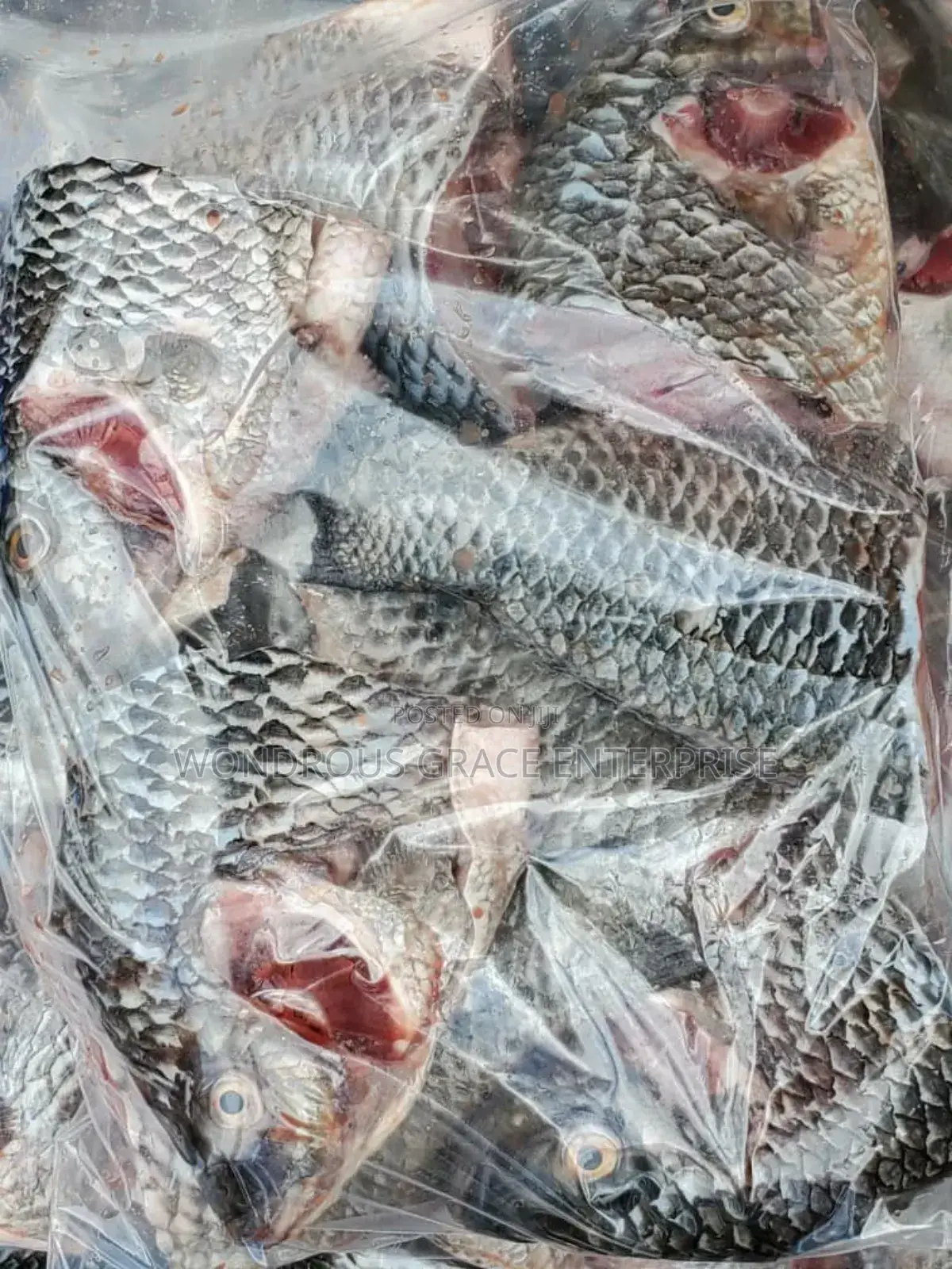 Volta Catch Tilapia