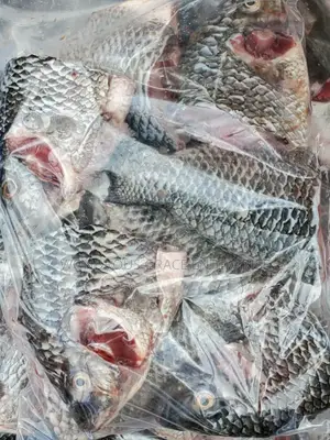 Volta Catch Tilapia