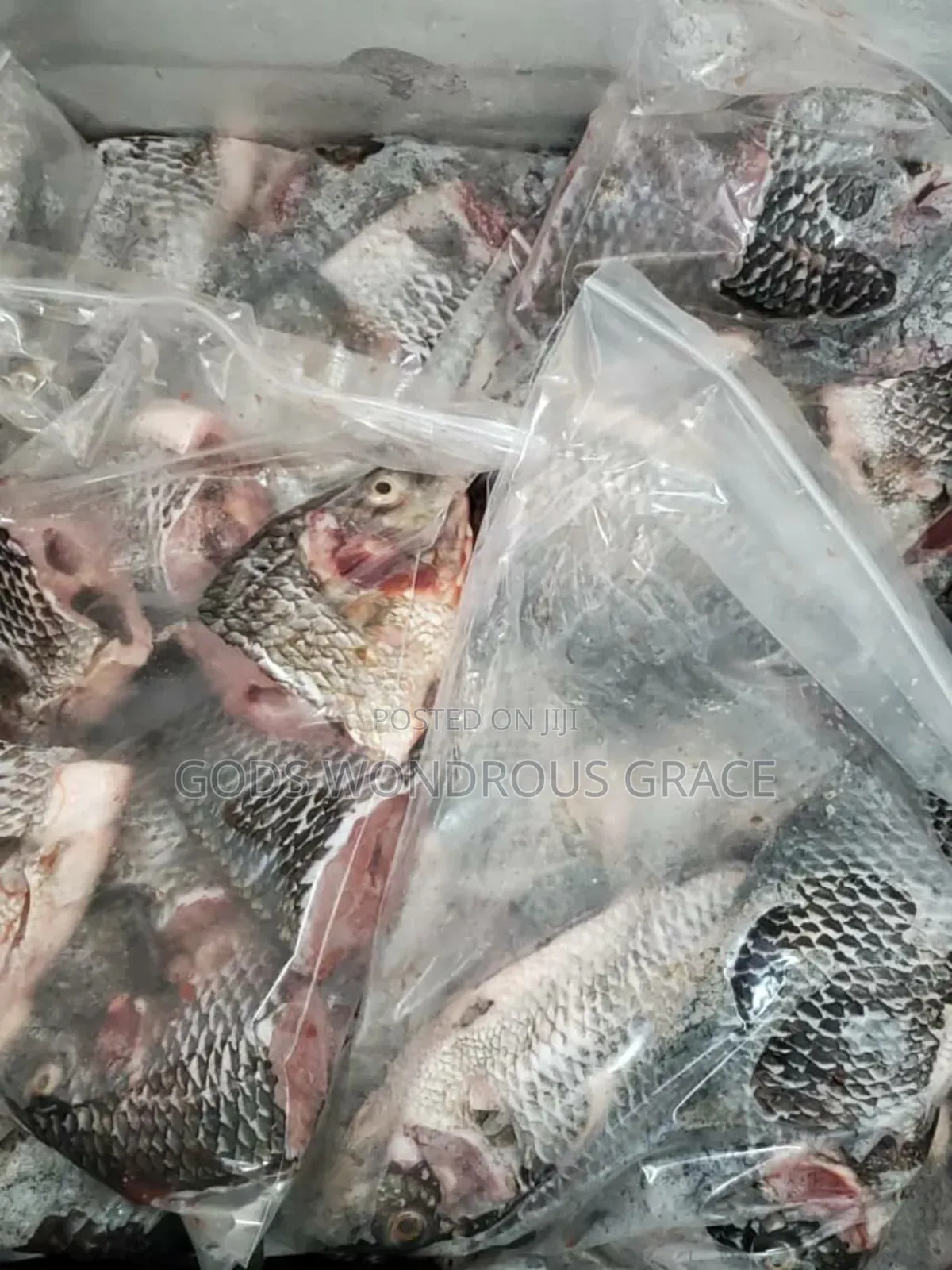 Volta Catch Tilapia