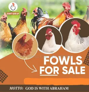 Fowls for Sale