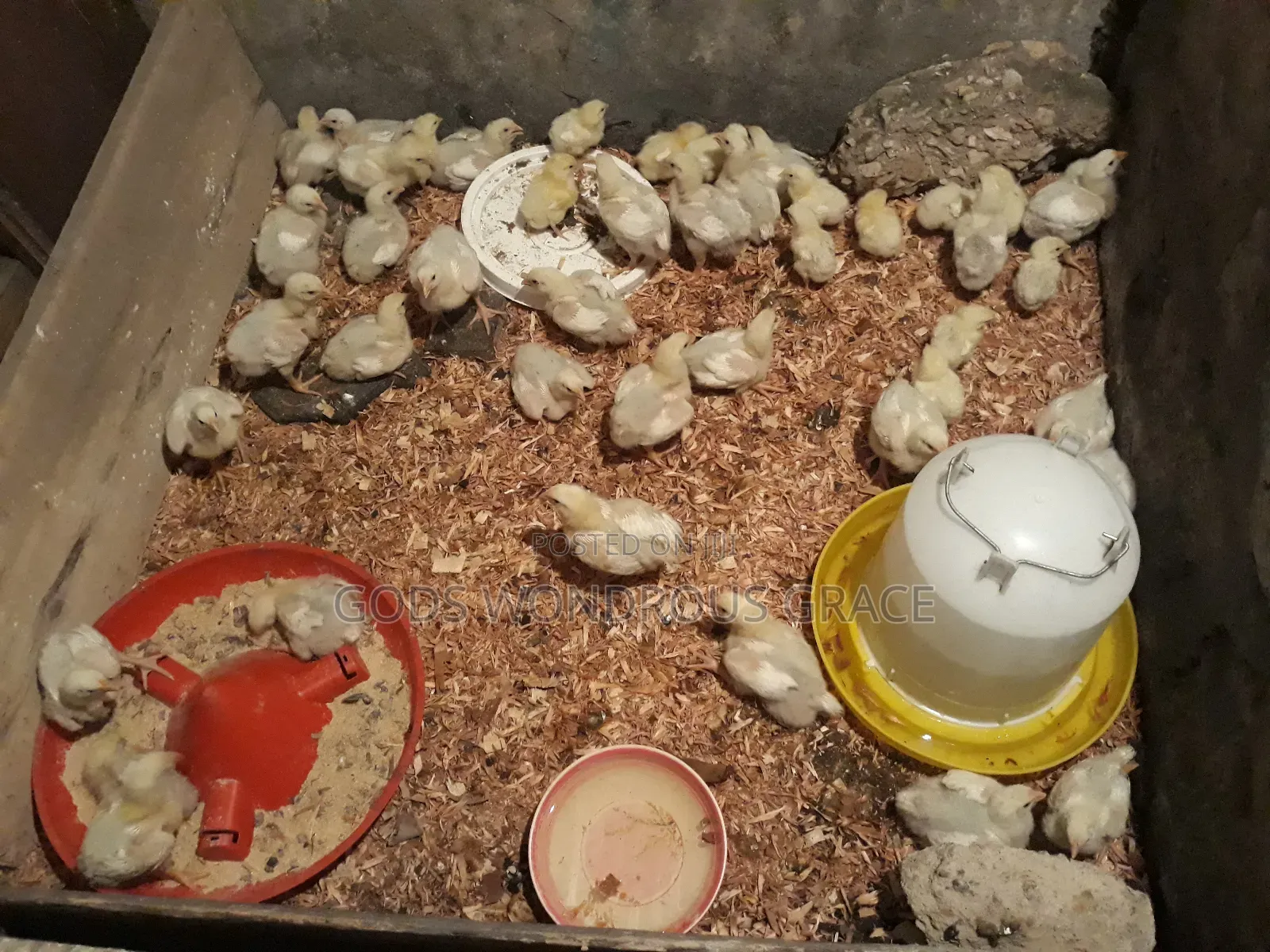 Fowls for Sale
