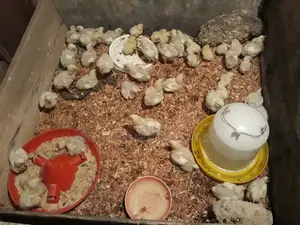 Fowls for Sale