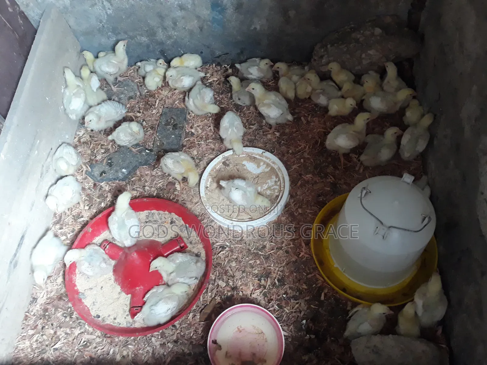 Fowls for Sale