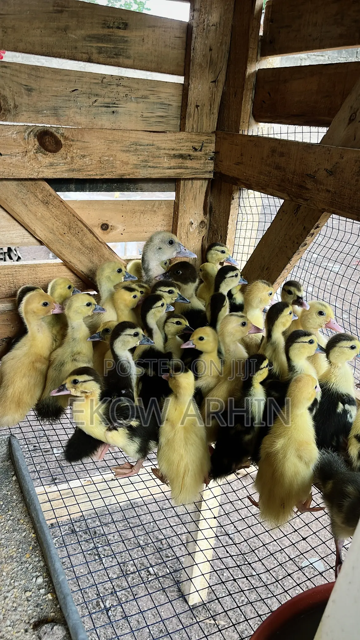 Muscovy Ducks