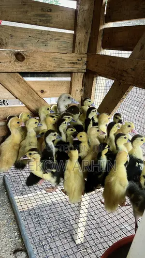 Muscovy Ducks