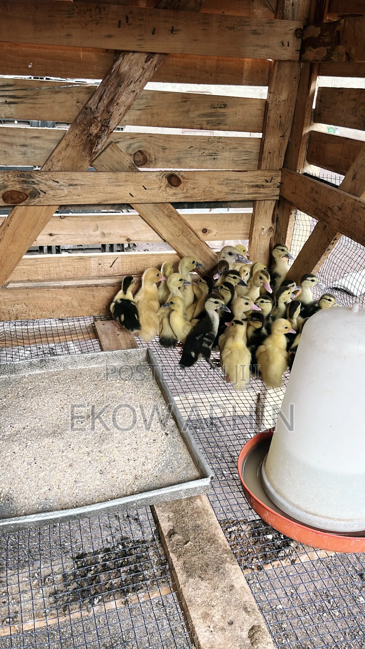 Muscovy Ducks
