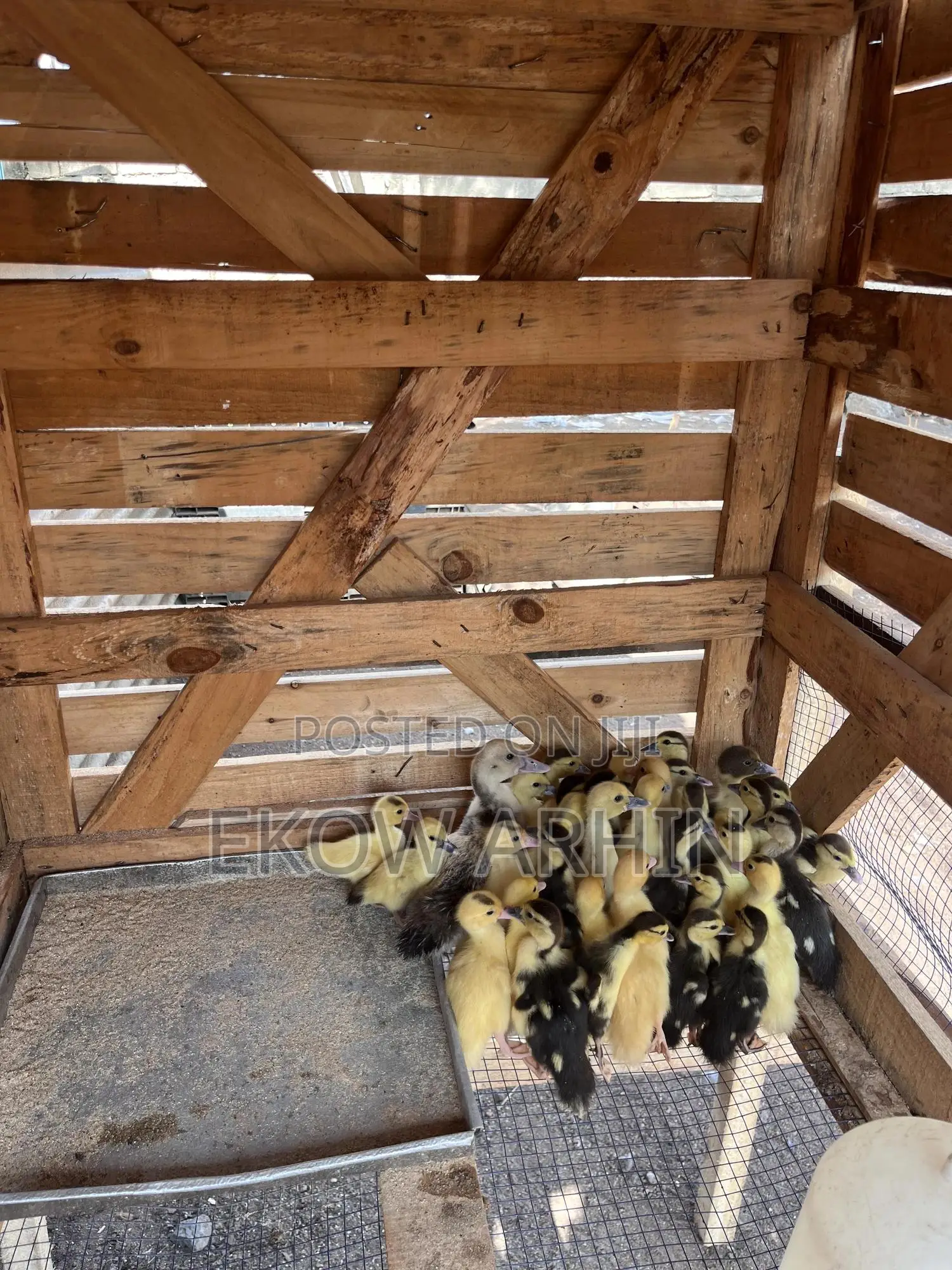 Muscovy Ducks