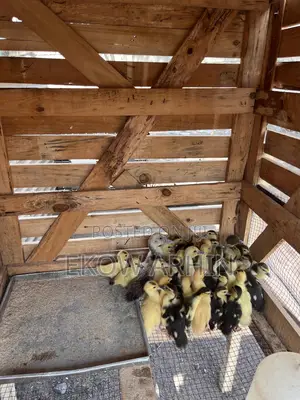 Muscovy Ducks