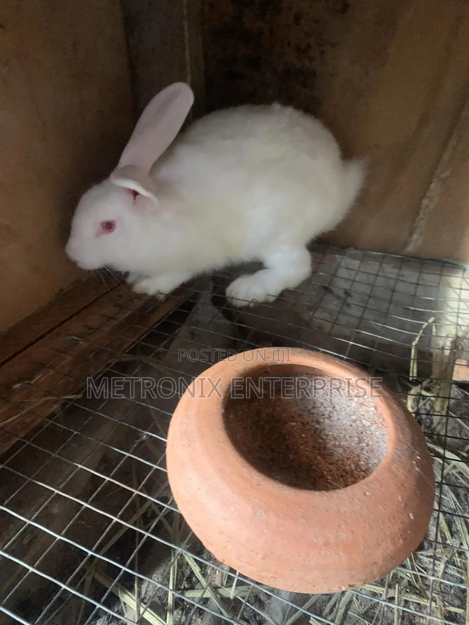 Meat Rabbits