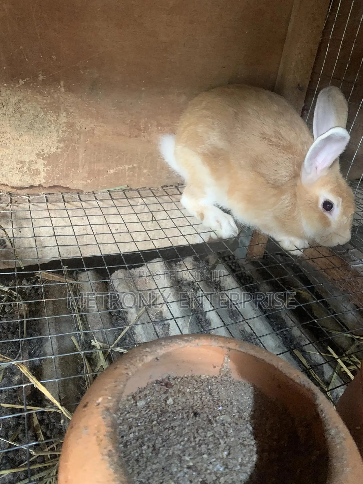 Meat Rabbits