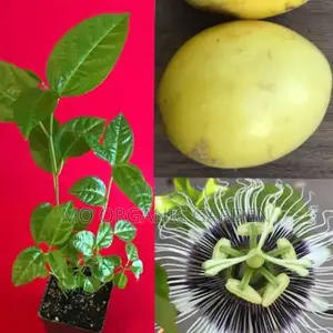 Yellow Giant Panama Passion Fruit Seedlings