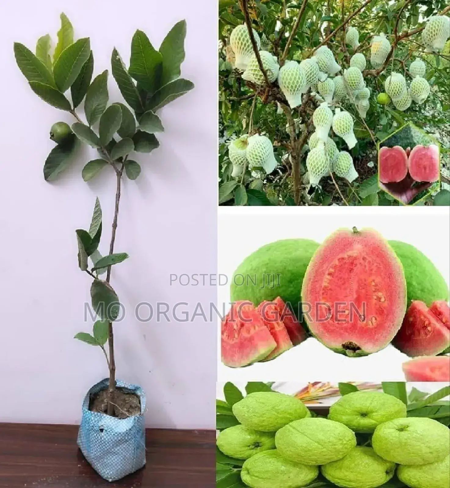 Pink Thai Guava Guava Seedlings/ Plant