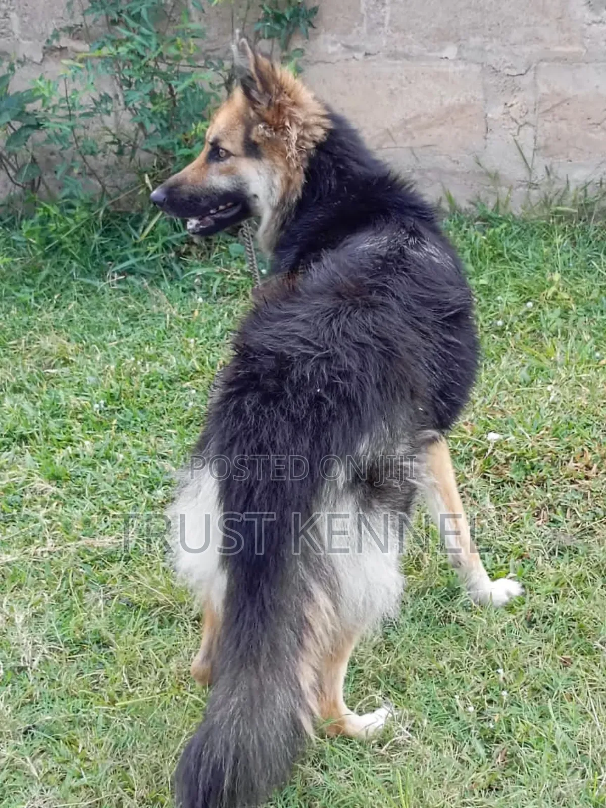 6-12 months Female Purebred German Shepherd