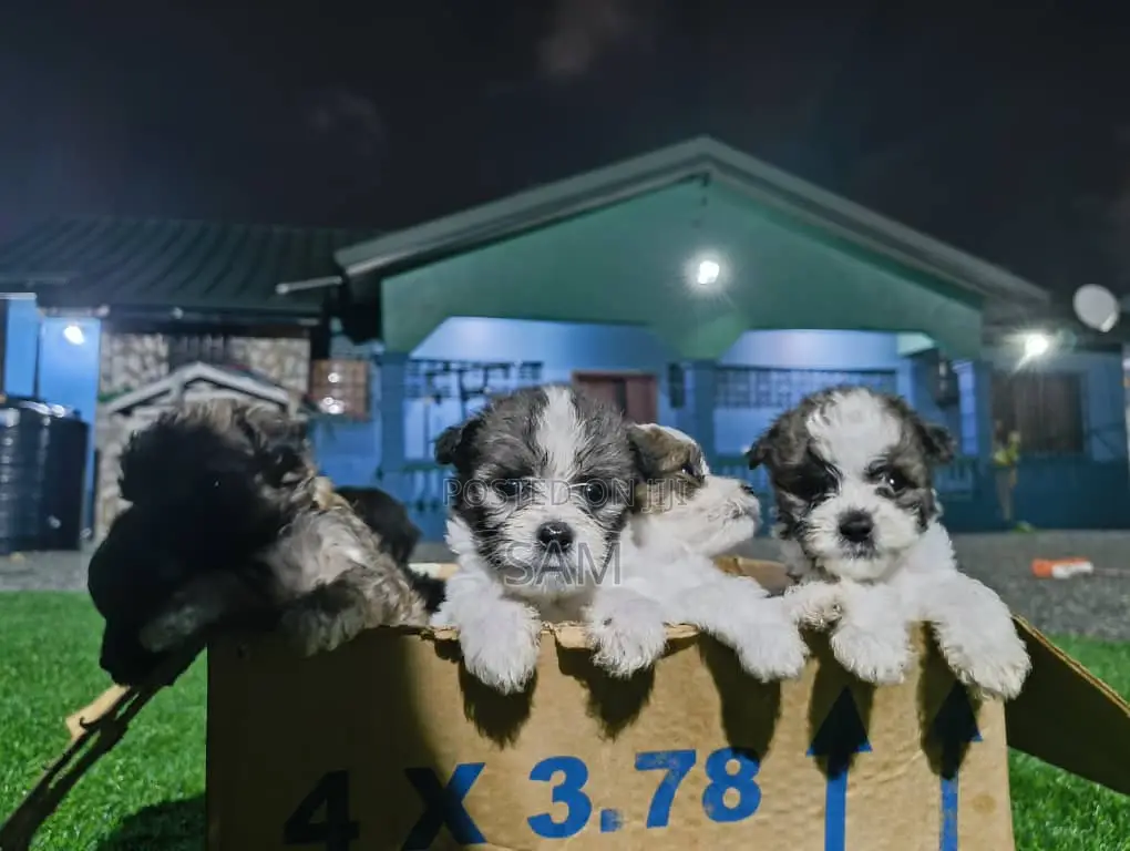 1-3 months Female Purebred Shih Tzu