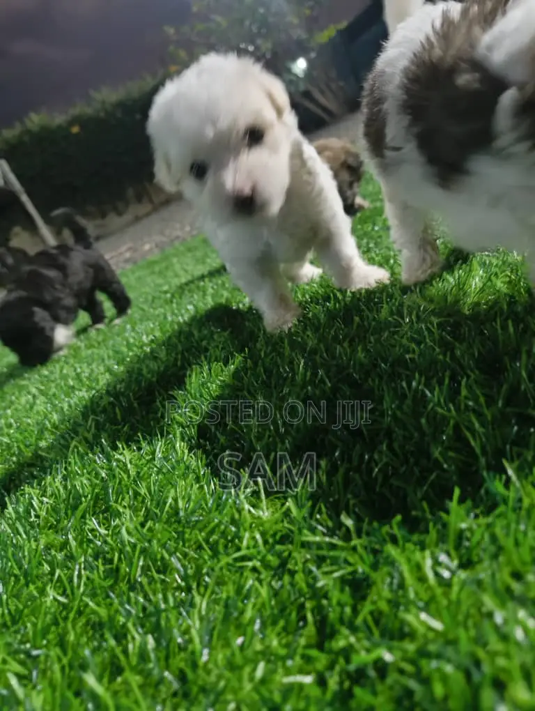 1-3 months Female Purebred Shih Tzu