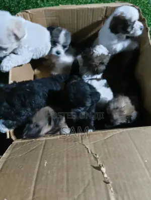 1-3 months Female Purebred Shih Tzu