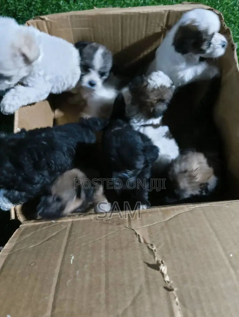 1-3 months Female Purebred Shih Tzu