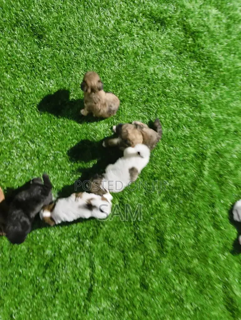 1-3 months Female Purebred Shih Tzu