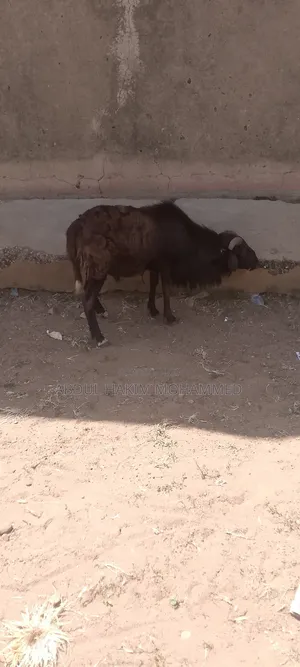 The Sheep Is Very Nice and Healthy