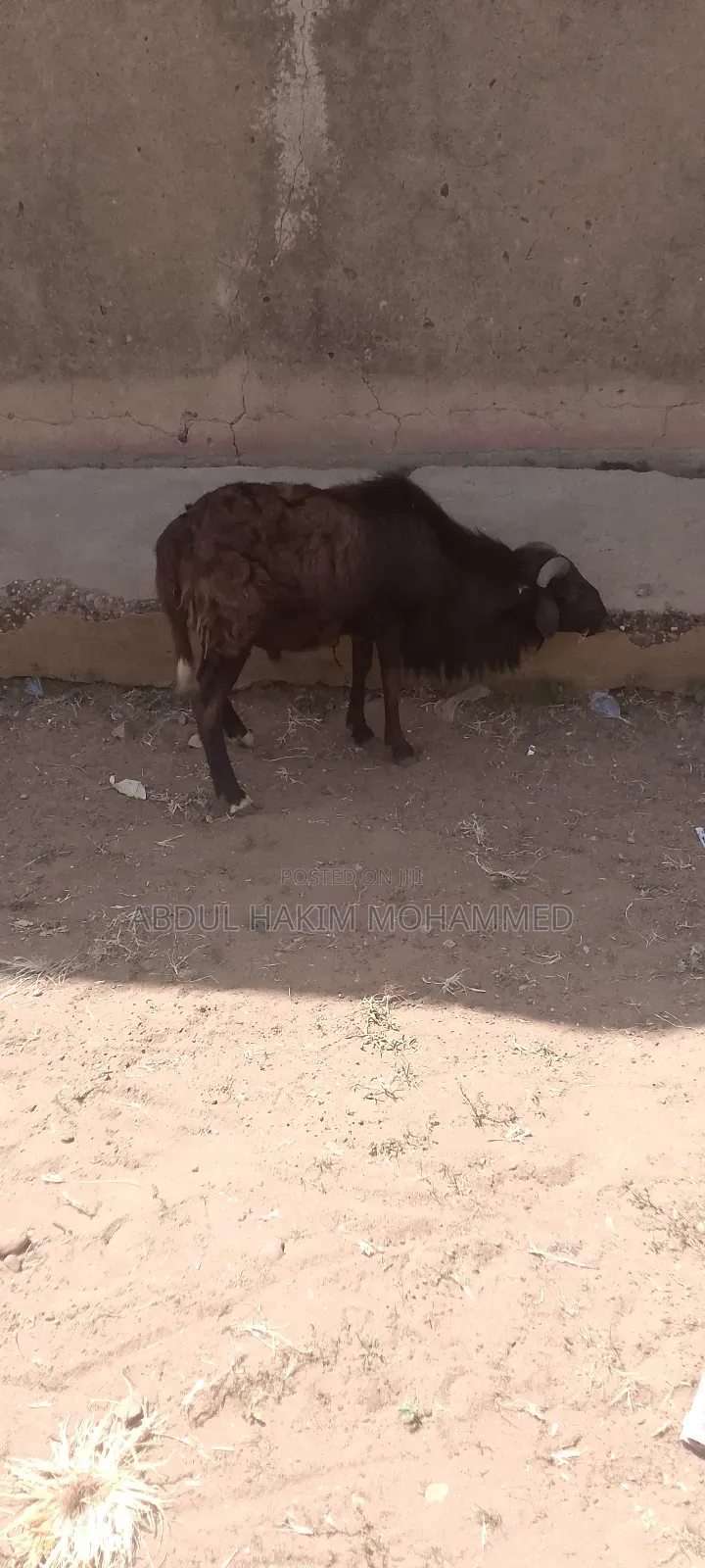 The Sheep Is Very Nice and Healthy