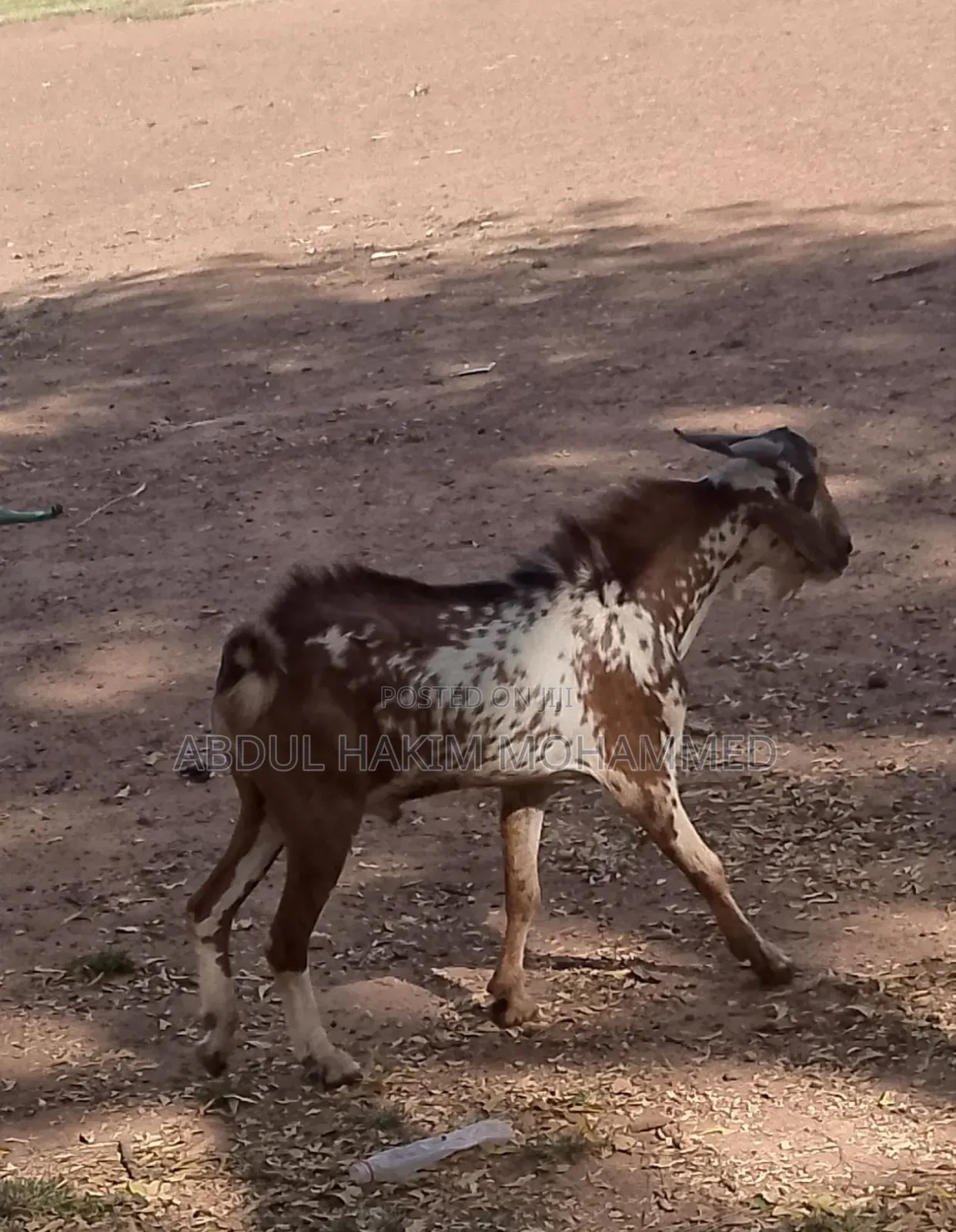 Fresh and Healthy Goat for Sale