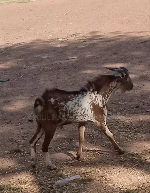 Fresh and Healthy Goat for Sale