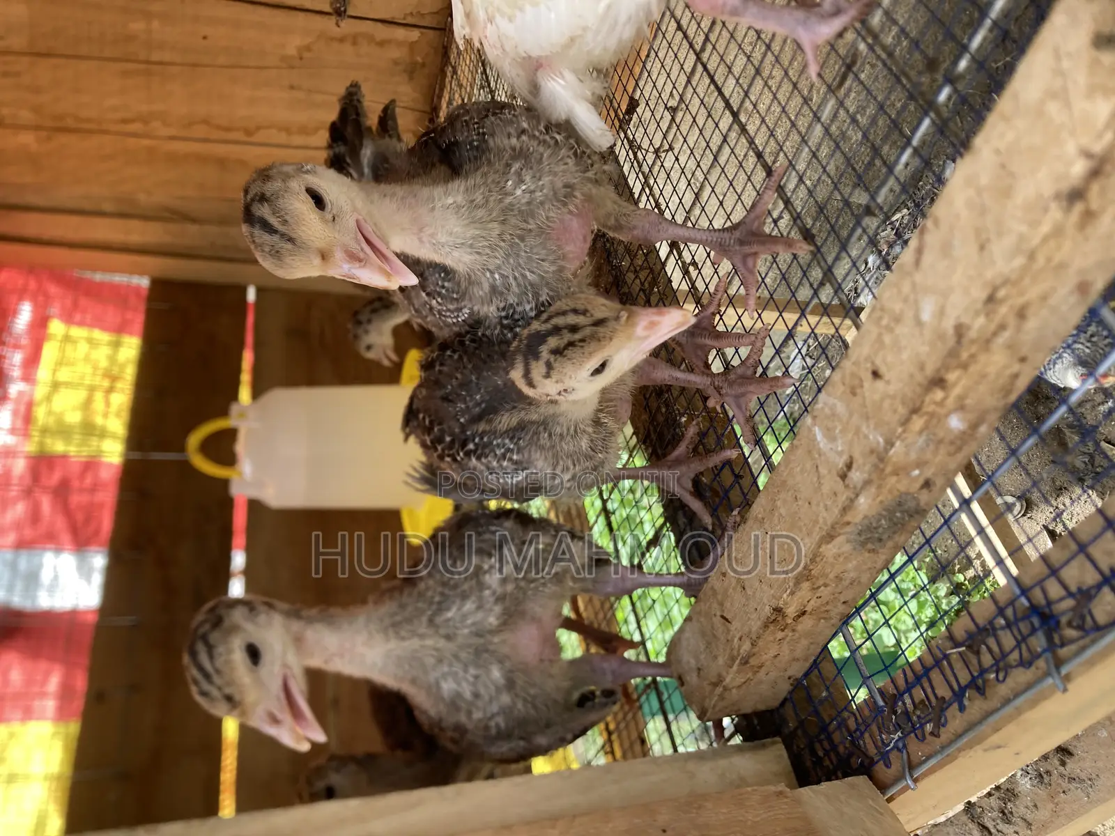 Farm Animals