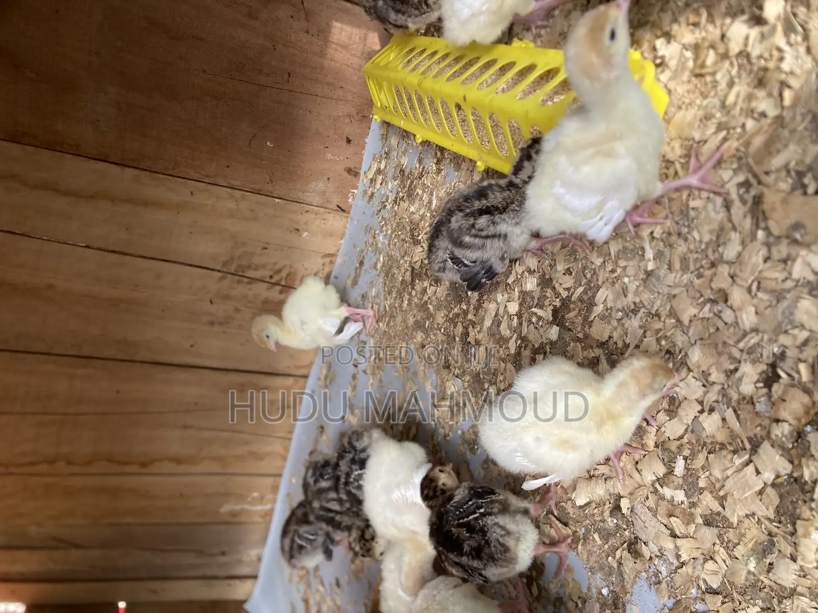 Farm Animals