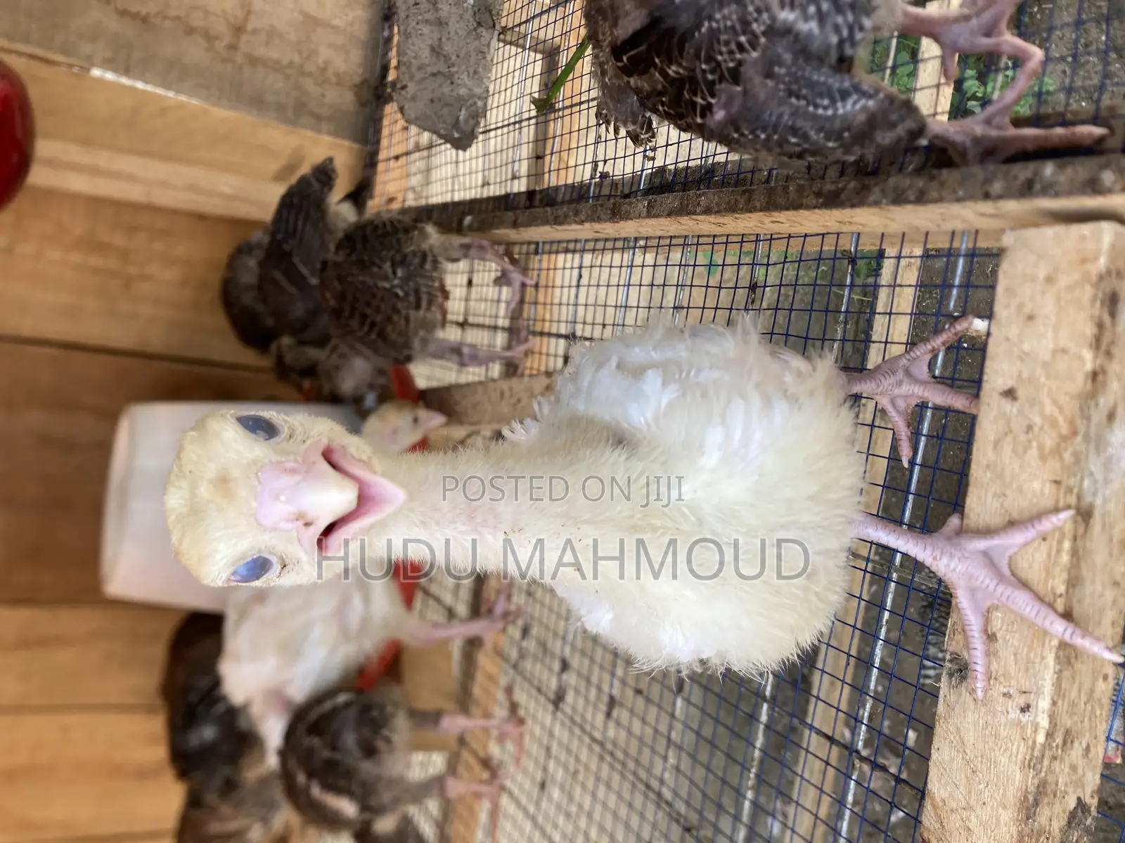 Farm Animals