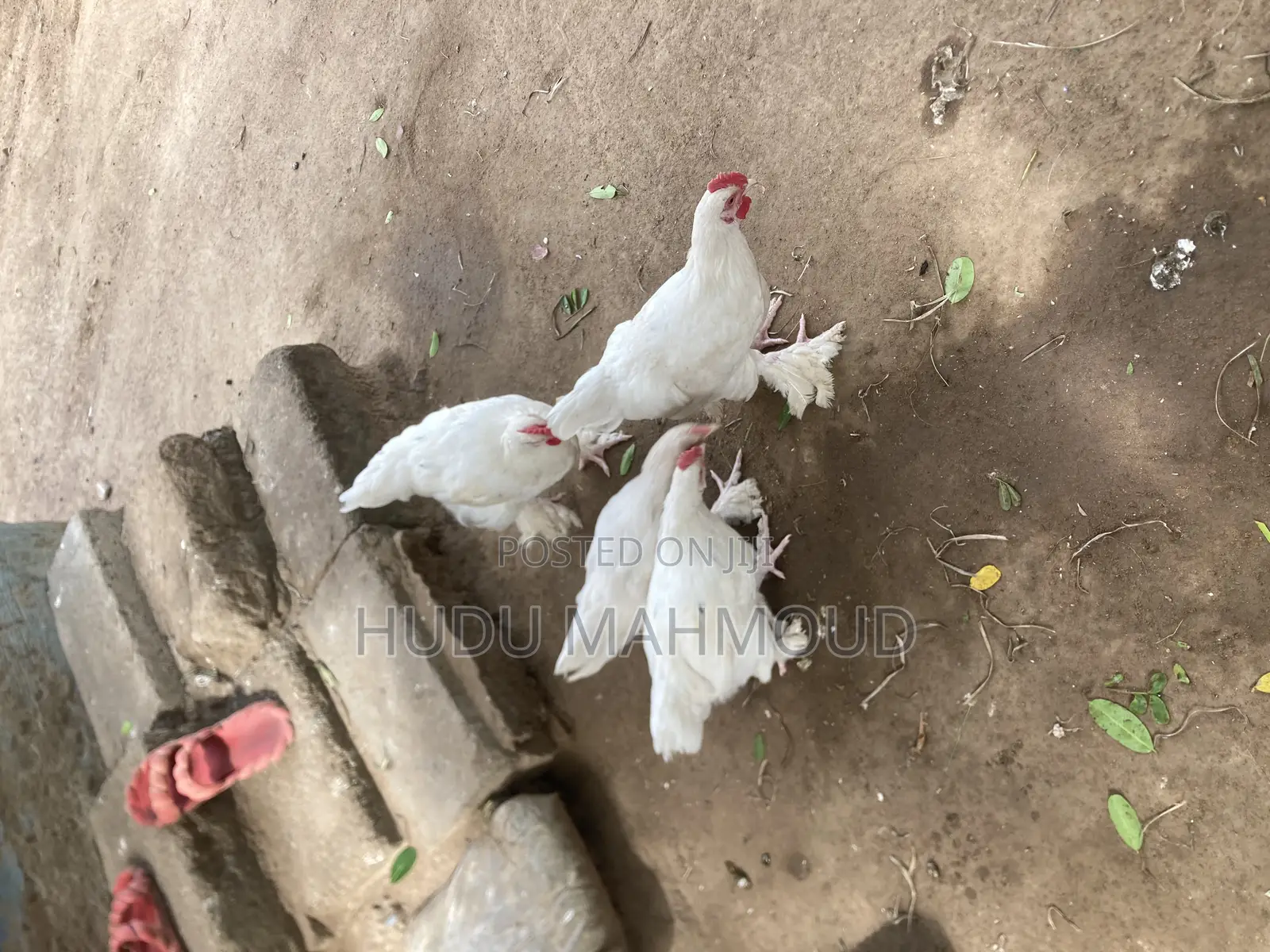 Farm Animals