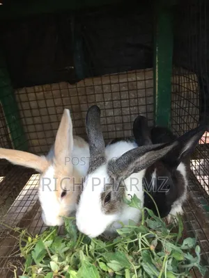 Rabbit for Sale