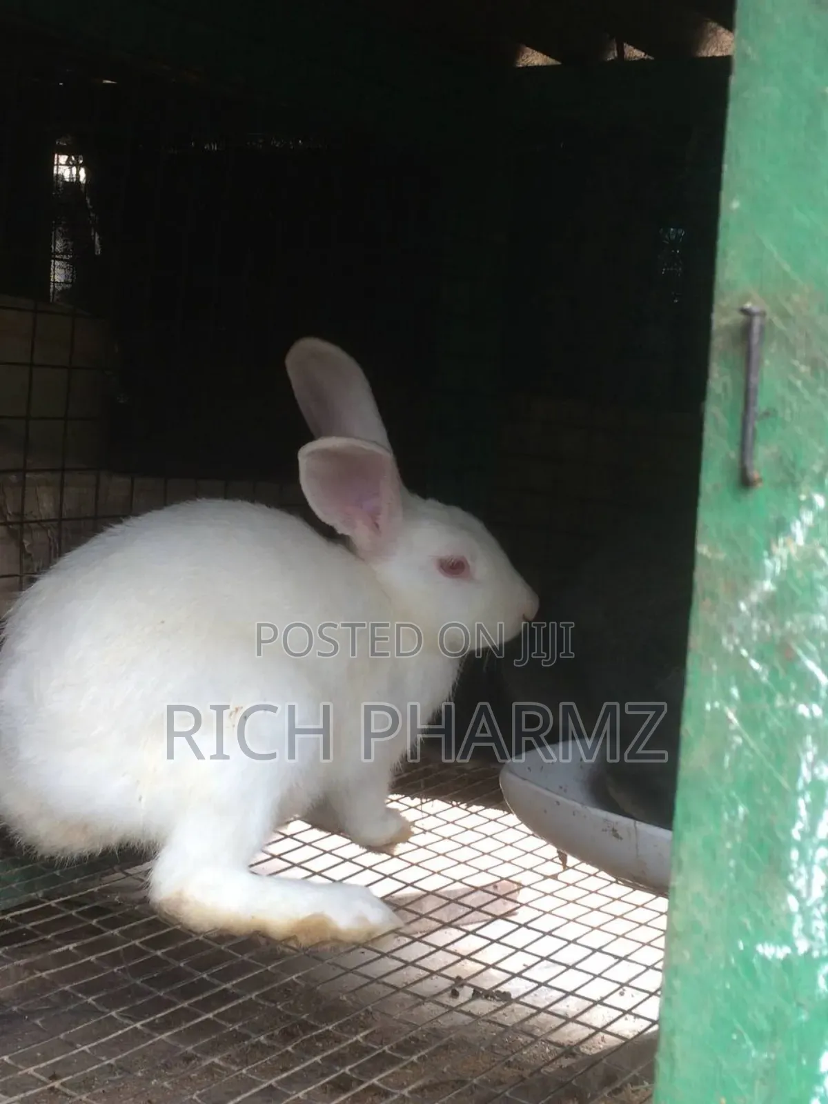 Rabbits For Sale
