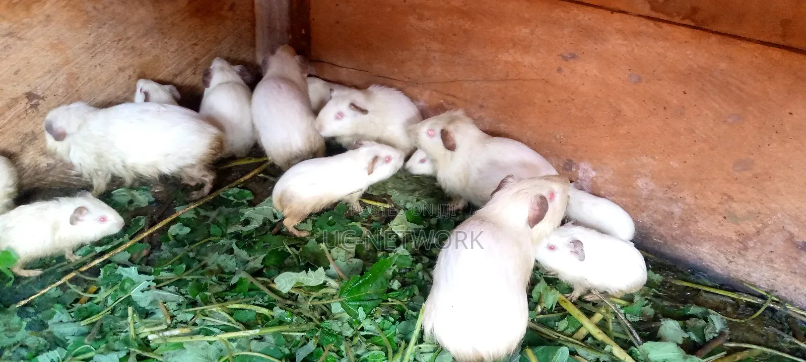 Local Guinea Pig